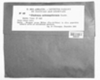 Cladonia subrangiformis image